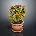 Succulent Plant With Green And Orange Leaves In Terracotta Pot With Saucer