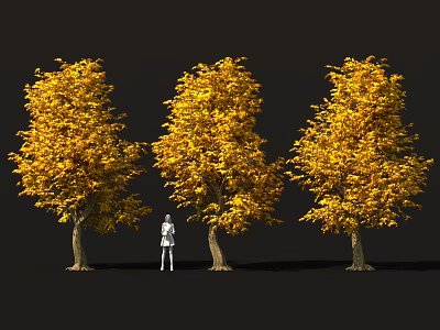 Three Yellow Leaf Trees With Lush Autumn Foliage Standing Against Dark Background 3d model