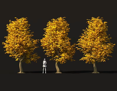 Three Yellow Leaf Trees With Lush Autumn Foliage Standing Against Dark Background 3d model