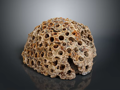 Aquatic Coral Reef Structure Featuring Porous Surface And Marine Formation Details 3d model