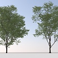 Landscape Arbor Tree 3d model