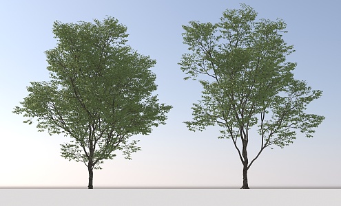 Landscape Arbor Tree 3d model