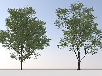 Landscape Arbor Tree 3d model