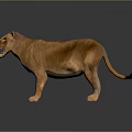 Realistic Brown Lioness Standing With Open Mouth And Reflection On Gray Surface