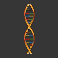 DNA Double Helix Structure And Its Impact On Organ Health And Hair Growth