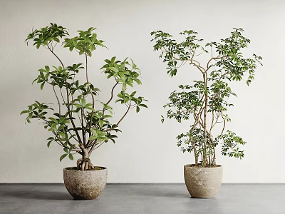 Two Potted Bonsai Trees With Green Foliage In Stone Pots Against Light Wall Background 3d model