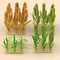 Different Agricultural Crops Including Golden Wheat and Green Plant Varieties in Display Models