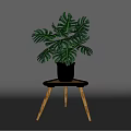Green Monstera Potted Plant with Large Leaves in Black Pot on Wooden Table
