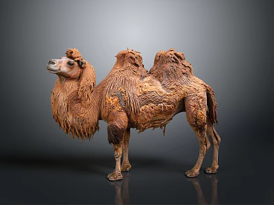 Brown Camel With Fluffy Fur And Two Humps Standing On Gray Background 3d model