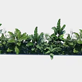 Green Plant Wall With Lush Green Foliage And Various Tropical Leaves For Decor