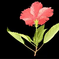 Vibrant Red Hibiscus Flower With Lush Green Leaves On Black Background