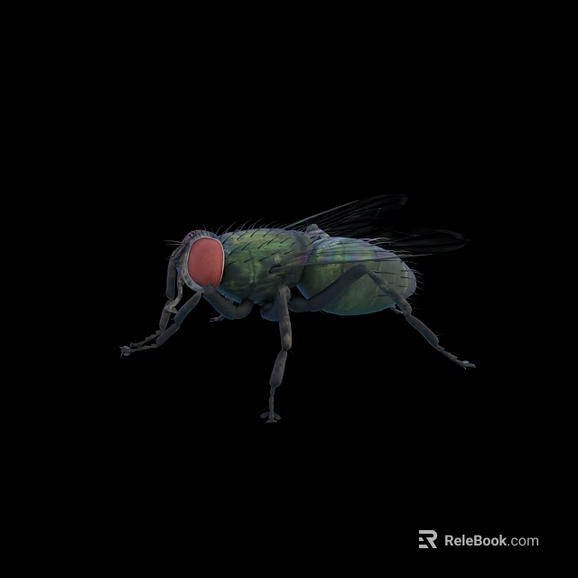 Close Up View Of Green House Fly With Red Eyes On Black Background 3d model 