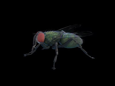 Close Up View Of Green House Fly With Red Eyes On Black Background 3d model