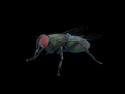 modern fly model