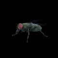 Close Up View Of Green House Fly With Red Eyes On Black Background