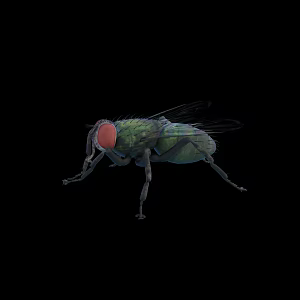 modern fly 3d model