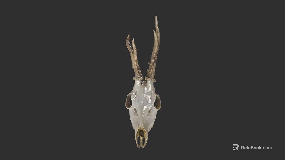 Decorative Deer Skull With Antlers Mounted On Dark Wall As Decor Piece 3d model 