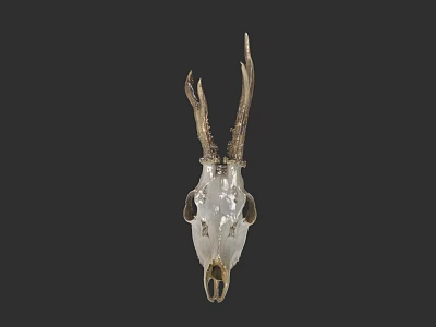 Decorative Deer Skull With Antlers Mounted On Dark Wall As Decor Piece 3d model
