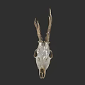Decorative Deer Skull With Antlers Mounted On Dark Wall As Decor Piece