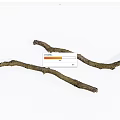 Natural Wooden Branches With Mossy Texture And Organic Shape For Decoration