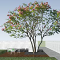 Lush Pink Flowering Tree with Spreading Branches Against Clear Blue Sky
