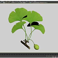 Vibrant Green Ginkgo Leaves On Branch With Small Green Fruit