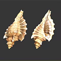 Natural Conch Shell Decorative Ornament Set With Peach Color And Textured Reflective Base