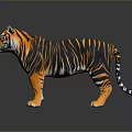 Realistic Tiger With Orange Fur Black Stripes And White Underbelly Standing Pose