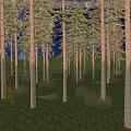 Park Landscape With Tall Trees Green Grass And Dark Blue Night Sky