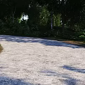 Tall Trees Alongside Gravel Path With Green Plants And Sunlight Shadows In Lush Forest