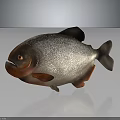 Piranha Fish With Silver Body Red Belly And Plump Appearance On Dark Background