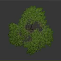 Isolated 3D Tree Model With Green Foliage Lush Canopy And Brown Trunk