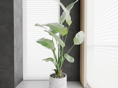 Indoor Potted Plant with Large Green Leaves on Window Sill White Blinds and Gray Wall 3d model