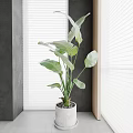 Indoor Potted Plant with Large Green Leaves on Window Sill White Blinds and Gray Wall