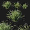 Natural Green Plant Ornamental Decor Set With Various Leafy Designs For Home Decoration
