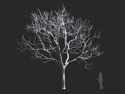 Bare Tree With Thick Trunk Spreading Branches And Human Silhouette On Black Background 3d model