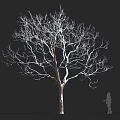 Bare Tree With Thick Trunk Spreading Branches And Human Silhouette On Black Background 3d model