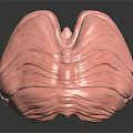 Pink Brain Anatomical Model Displayed On Black Background With Reflection 3d model