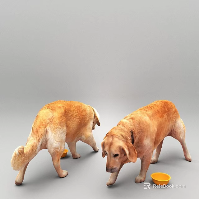 Two Golden Retrievers With Different Stances Eating From Yellow Bowls On Gray Background 3d model 