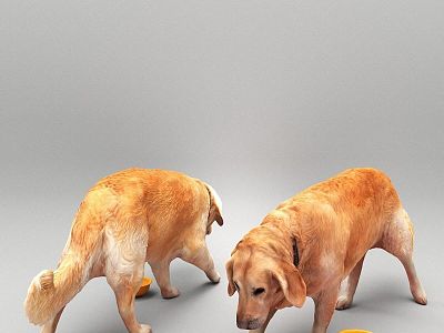 Golden Retriever Realistic Golden Retriever Golden Retriever 3d model