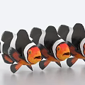 Three Clownfish With Black And White Stripes And Orange Faces As Aquatic Animals