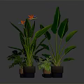 Tropical Potted Plants With Large Green Leaves And Orange Flowers In Brown Pots
