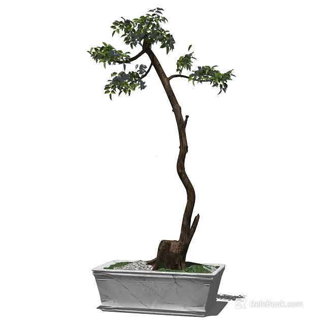 Artistic Bonsai Plant with Curved Trunk Green Leaves in Square Pot with Small Stones 3d model 