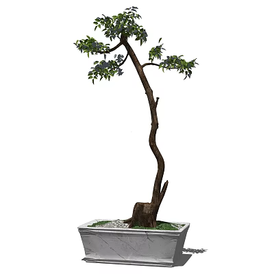 Artistic Bonsai Plant with Curved Trunk Green Leaves in Square Pot with Small Stones 3d model
