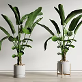 Large Indoor Potted Green Plants in White Pots on Wooden Stand