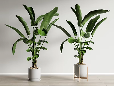 Large Indoor Potted Green Plants in White Pots on Wooden Stand 3d model