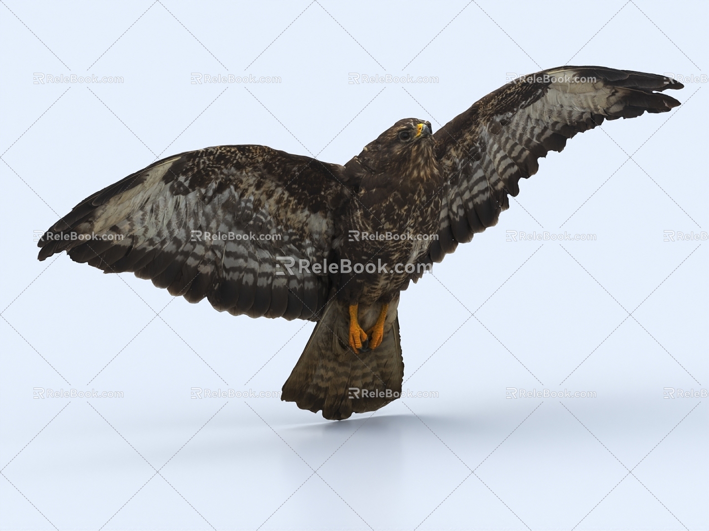 Flying bird eagle bird vulture crow 3d model