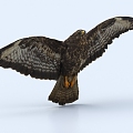 Flying bird eagle bird vulture crow 3d model