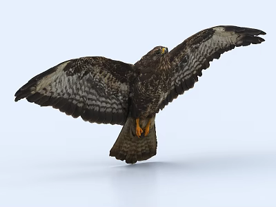 Brown Hawk With Outstretched Wings And Yellow Talons On Light Background 3d model