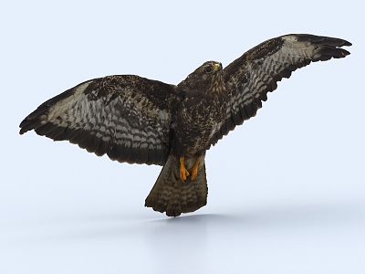 Flying bird eagle bird vulture crow 3d model